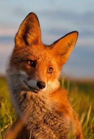 Любовь Кожевникова