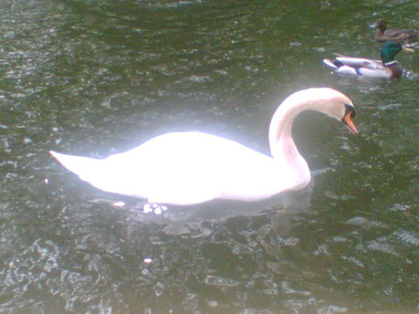 Неизвестно Неизвестно