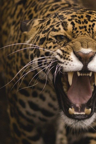 Евгений-Великий