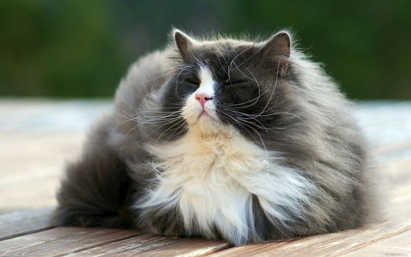 Марина Вандышева