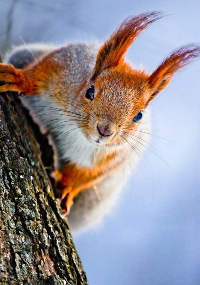 Даниил Иванов