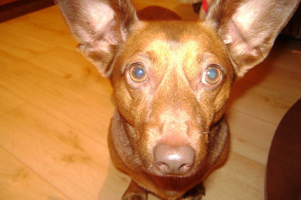 Максим Неверов