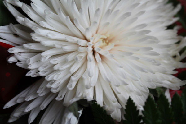 Ольга Мазурок