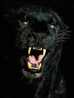 Андрей Усцелемов