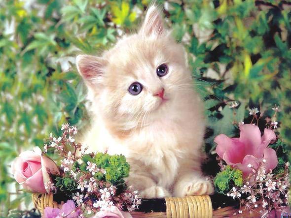 Марина Данчеева