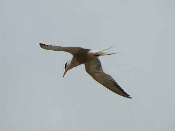 Вячеслав Денисов