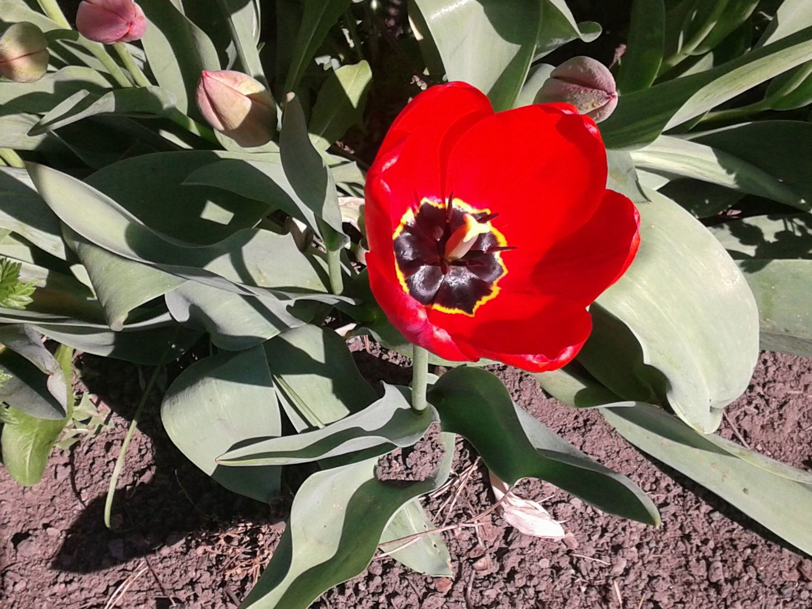 Реал Пара Пара Реал