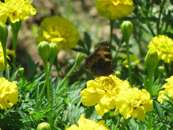 Елена Соколова
