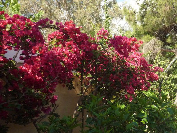 Наталья Антонова