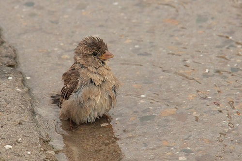 Светлана Кожевникова