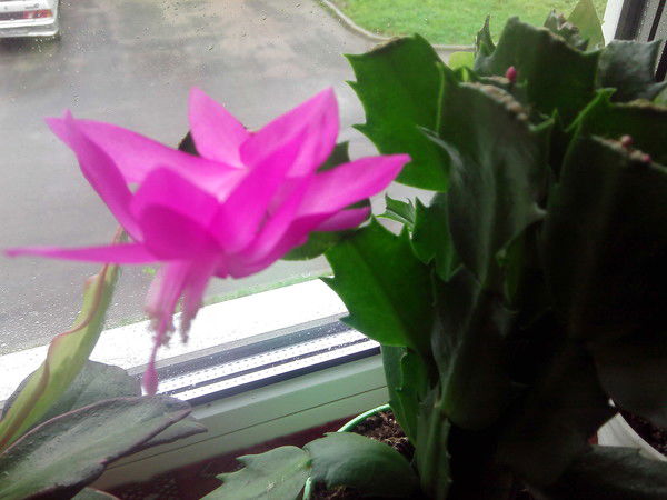 Елена Параничева