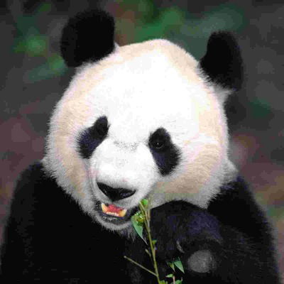 Евгений Черных