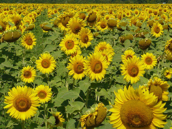 Слава Уржумов