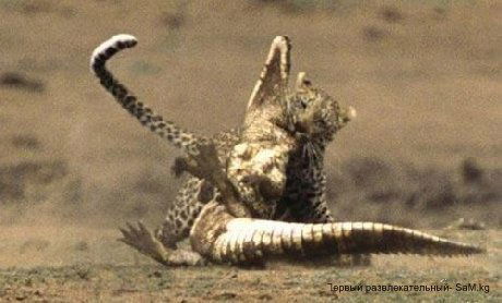 Кот Леопард