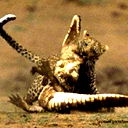 Кот Леопард