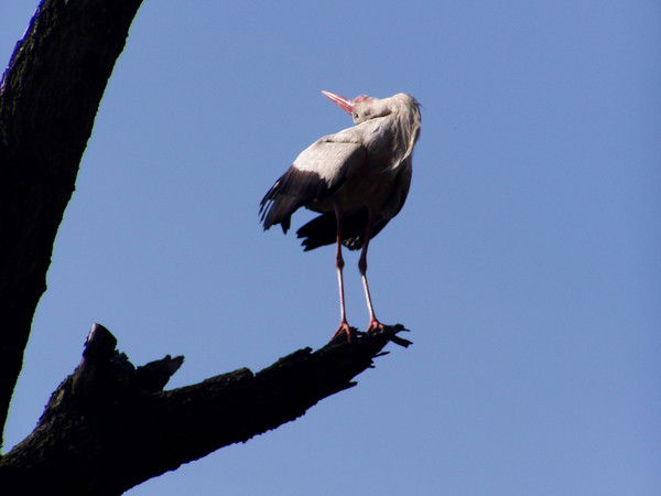 Тарас Омелянский