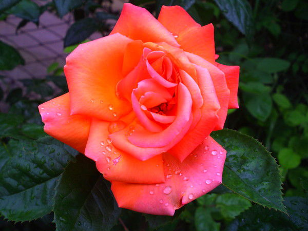 Валентина Мальченко