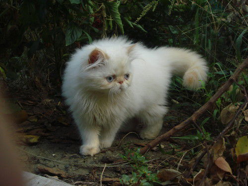 Татьяна Чёрная