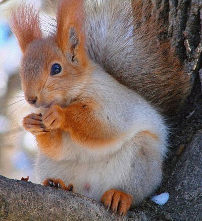 Кристи Амилина