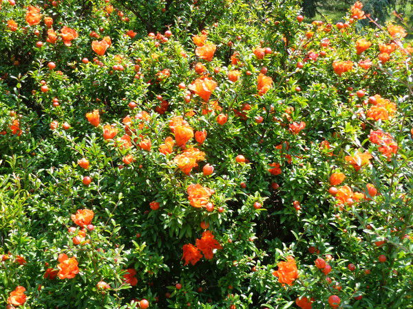 оля каширина