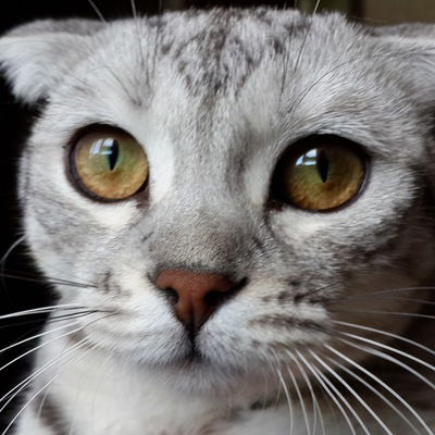 Алина Марголина