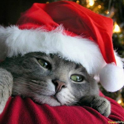 Ксения Карева