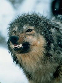 Руслан Кравчук