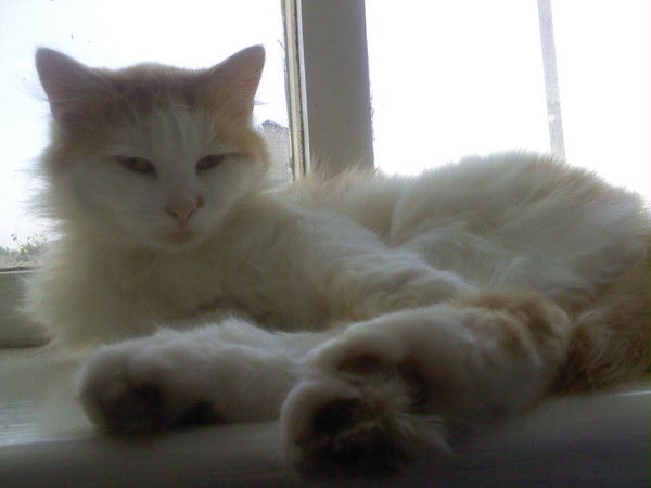 Александр Толмачёв