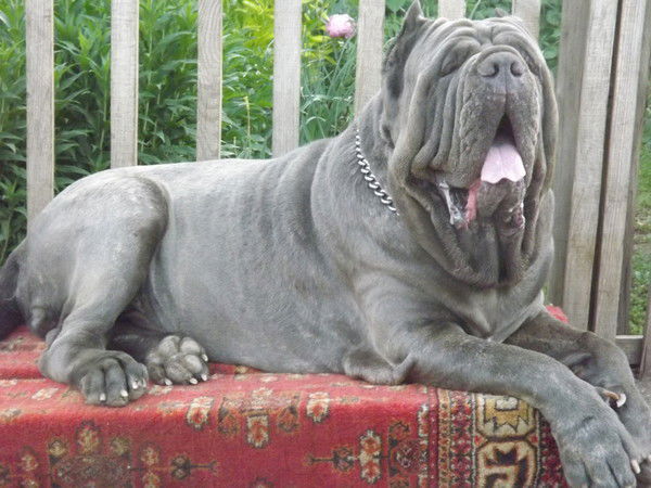 Ольга Анциферова