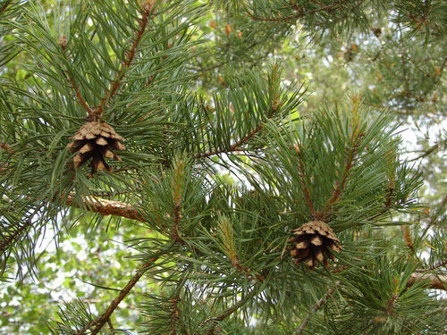 Ксения Преображенская