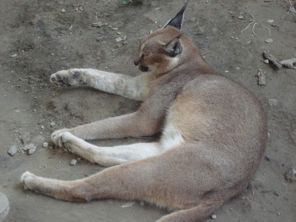 Никита Колбасин