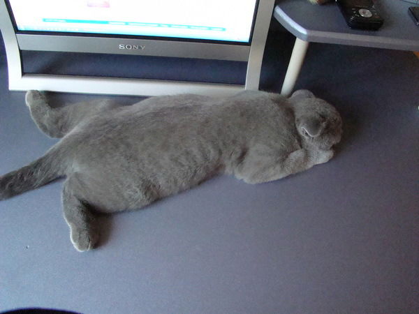 Лариса Бублик