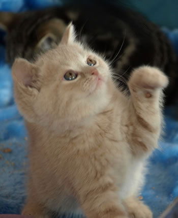 Маргарита К