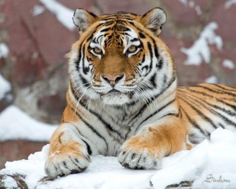 Игорь Асаев