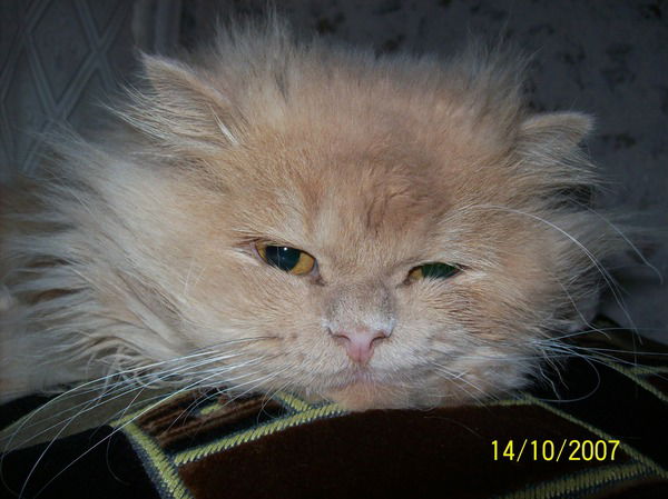 Чесноков Максим