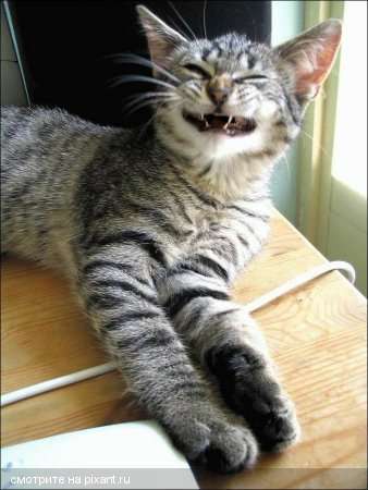 Инна Ниязова