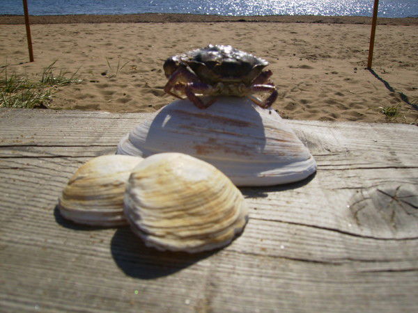 Светлана Прохорова