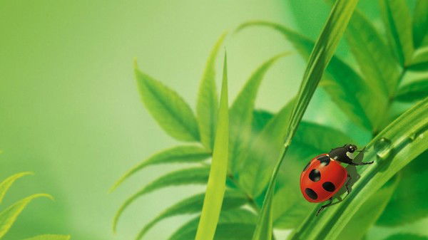 Галина Слюсарь