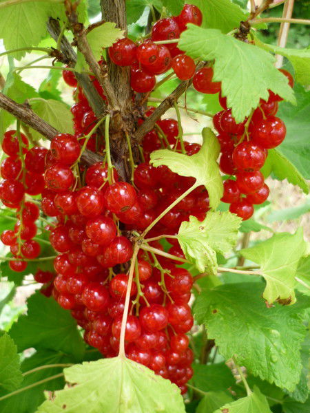 Татьяна Оськина