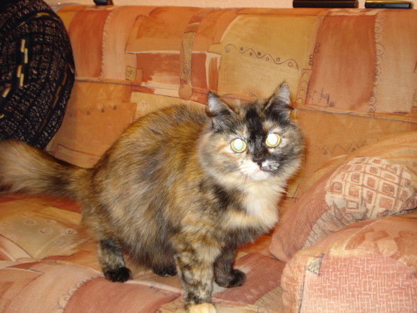 Татьяна Волоскович