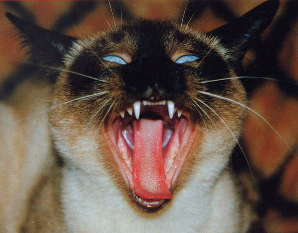 Наталья Дурандина