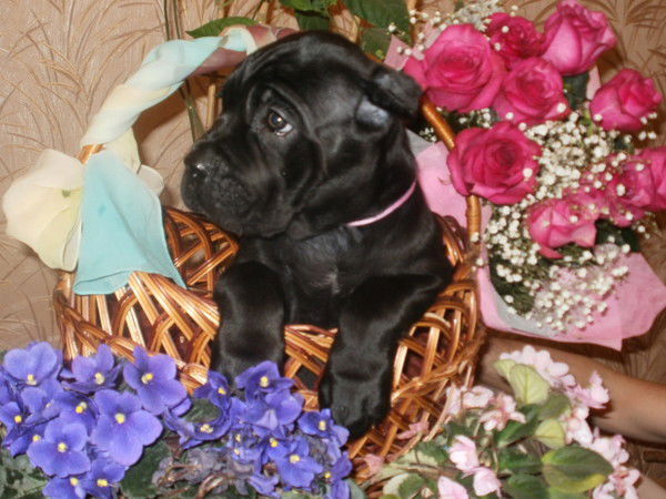 Hаталья Колесникова