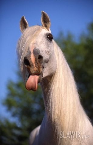 Ильшат Гильмияров