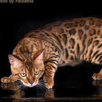 Мария Дидковская