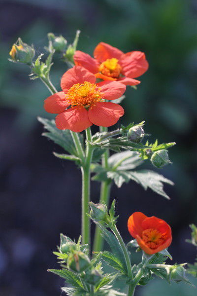 Елена Суздалева