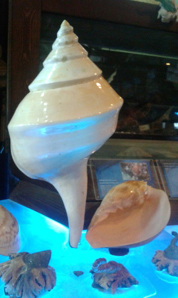 Сергей Кошелев