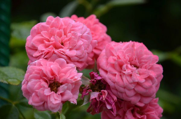 Катюша Владимировна