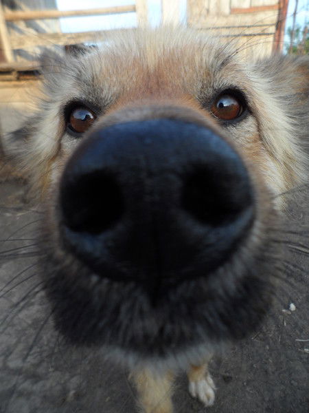 Алексей Ерёменко