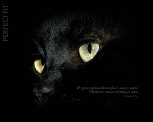 Ольга Чайка