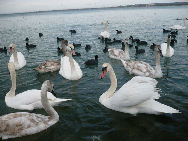 Оксана Савчиц